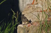 phoenicurus_ochruros_a.jpg